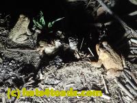 /home//u458753944/public_html/sourcegallery/////////////////////////Roxborough Toad Detour/2013-2019/2017/P4100662.JPG
